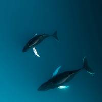 Two Humpback whales (Megaptera novaeangliae) from aerial view in the arctic (photo: Michael Schauer)