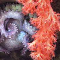 A brooding mother octopus shelters her eggs behind two different types of corals. The image was made by pilots using a robot to explore the north wall of the Mar Del Plata submarine canyon in Argentina, as part of a scientific expedition. The deepest point is over 3,500 meters – twice as deep as the Grand Canyon. The science team documented rich biodiversity, including deep-sea coral reef environments filled with sea anemones, sea cucumbers, sea urchins, snails, and others.
Image courtesy Schmid