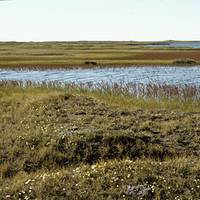 A coastal plain within the Arctic National Wildlife Refuge (Photo: USFWS)