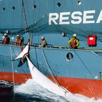 A Japanese whaling fleet's harpoon vessel with a slaughtered minke whale in Mackenzie Bay (photo: Glenn Lockitch/ Sea Shepherd Australia)