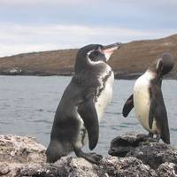 A new study compared sea surface temperatures with endangered Galapagos Penguin population counts and found that the penguin population doubled while waters cooled around their nesting islands. (Courtesy of Snowmanradio/Flickr)