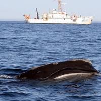 A right whale skim feeding with NOAA Ship Delaware II in the background.