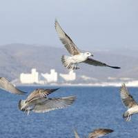 Black Sea birds near pipeline route:Image courtesy of South Stream 