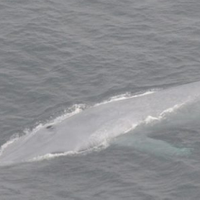Blue whale in the Pacific Ocean. Photo credit: Jessica Morten, Channel Islands National Marine Sanctuary, National Ocean Service, NOAA
 
