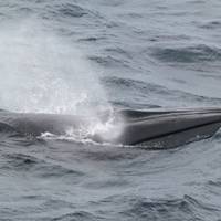 Credit: NOAA Fisheries/Errol Ronje (Permit #14450)