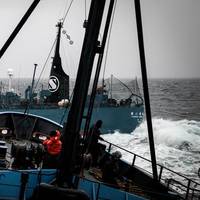 Dangerous approaches: Photo courtesy of Sea Shepherd/Eliza Muirhead