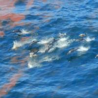 Dolphins are seen swimming through the oil spilling from the Deepwater Horizon oil well at the height of the spill in 2010. (Credit:NOAA)