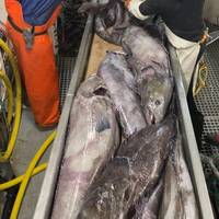 F/V Ocean Azul crew members release catch from a protection cage on the interior operations deck (Photo: Pesquera Azul)