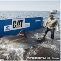 Image courtesy of OCEARCH