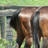 It almost boggles the mind that the success of the ISO container is effectively based on only one standard: 8 feet wide. The 8 foot standard (basically railroad car and truck widths, which are mythically reported to be related to the width of two horse’s asses)
Copyright Jim Mills/AdobeStock