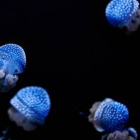 © MSCT / Adobe Stock