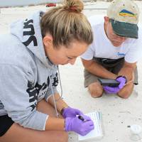 WHOI researcher Catherine Carmichael works alongside high school science teacher Shawn Walker to collect oiled sand patty samples for analysis. (Photo by Danielle Groenen, Deep-C Consortium)