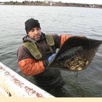 Oyster farmer Perry Raso at Matunuck Oyster Farm in Rhode Island (Photo courtesy of the NOAA)