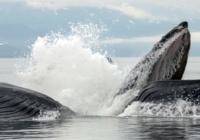 Photo credit Whale Watch Alaska