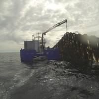 Seaweed harvesting: Photo SES