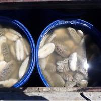 Seized sea cucumbers courtesy of ABF
