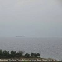 Source: Animal Welfare Foundation