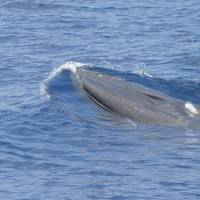 Source: NOAA Fisheries