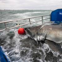 Tagging Lydia: Photo credit OCEARCH