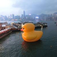 The world's largest rubber duck was lost to bad weather in China last week, but the giant duck is due to return larger than before for the Tall Ships Festival in Los Angeles
