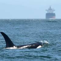 © Trelleborg Marine 