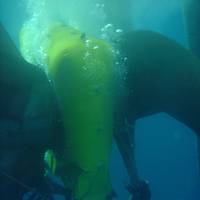 Wärtsilä supports the underwater repair and maintenance of a broad portfolio of seal products. Performing critical maintenance to stern tube seals and other equipment while keeping the vessel in service enables uninterrupte