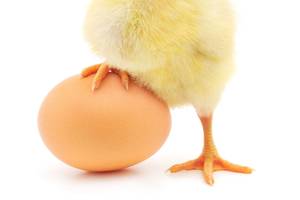 Copyright Anatolii/AdobeStock