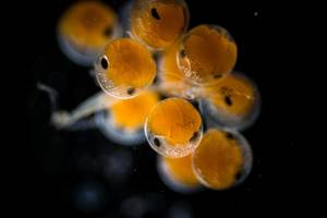 © Matteo Ciani / Adobe Stock