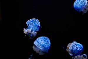 © MSCT / Adobe Stock