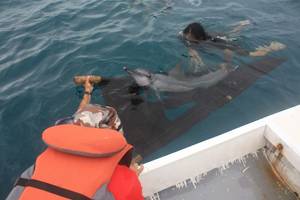 Only one of the dolphins survived to be released back into the wild (Credit: DolphinProject.com)