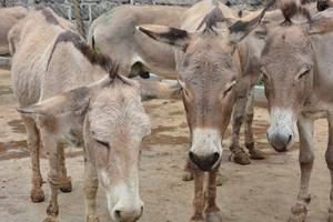 Source: The Donkey Sanctuary