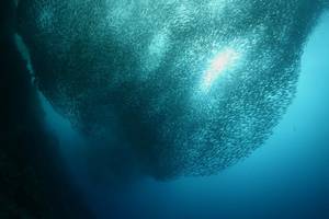 © underocean / Adobe Stock