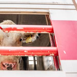 UK Bill Banning Live Animal Export Ready for Royal Assent