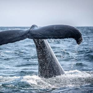 Japanese Whaler Says It's Not Planning to Hunt in Antarctic