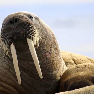 Walrus Spotted in Normandy Port, Miles from Polar Circle Habitat