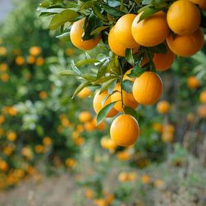 South Africa Halts Orange Exports Due to Fungus