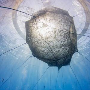 NOAA helps ID prime Aquaculture Sites in GOM, off California