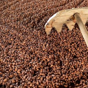 Ivory Coast Cocoa Grind Down 31.2%