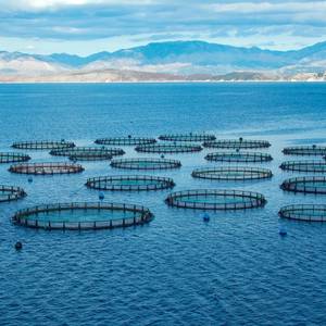 Tariffs Hit India Shrimp Farmers Hard
