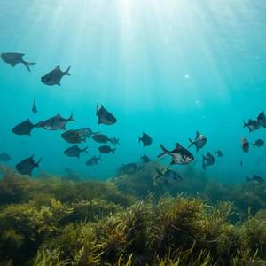 Fugro, Ocean Visions Team Up for Ocean-Based Carbon Removal Tech