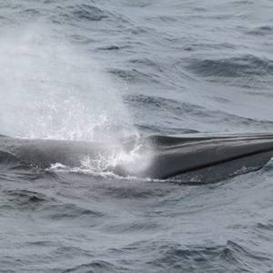 US Delays Rule on Gulf of Mexico Whale Protection