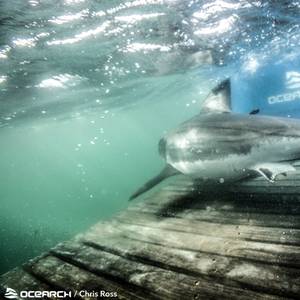 Ocearch Launches 41st White Shark Research Expedition