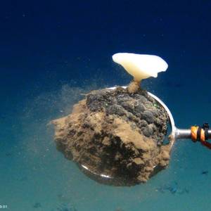 Subsea Mining Plans Pit Renewable Energy Demand Against Ocean Life