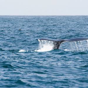 NOAA Sued Over Whale Injuries from Drift Gillnets off California