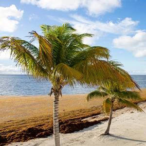 Belize to Make Biofuel from Problem Seaweed