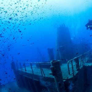 Shipwrecks Teem with Underwater Life, from Microbes to Sharks