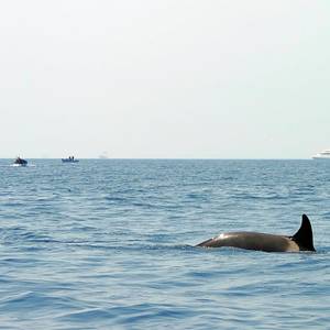 Orcas Attack! Vessel Towed to Shore After Rammed Off Spanish Coast