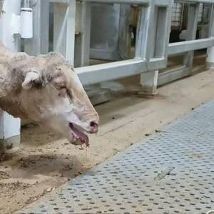 Animal Cruelty Charges Dropped