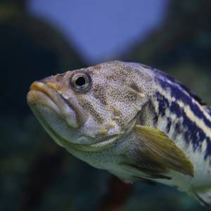Japan Suspends Shipment of Black Rockfish over Radiation Concerns
