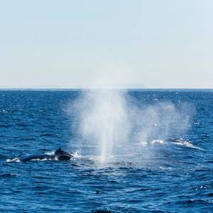Shipping Industry Working to Reduce Harm to Whales